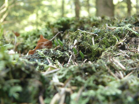 Image of Green shield moss