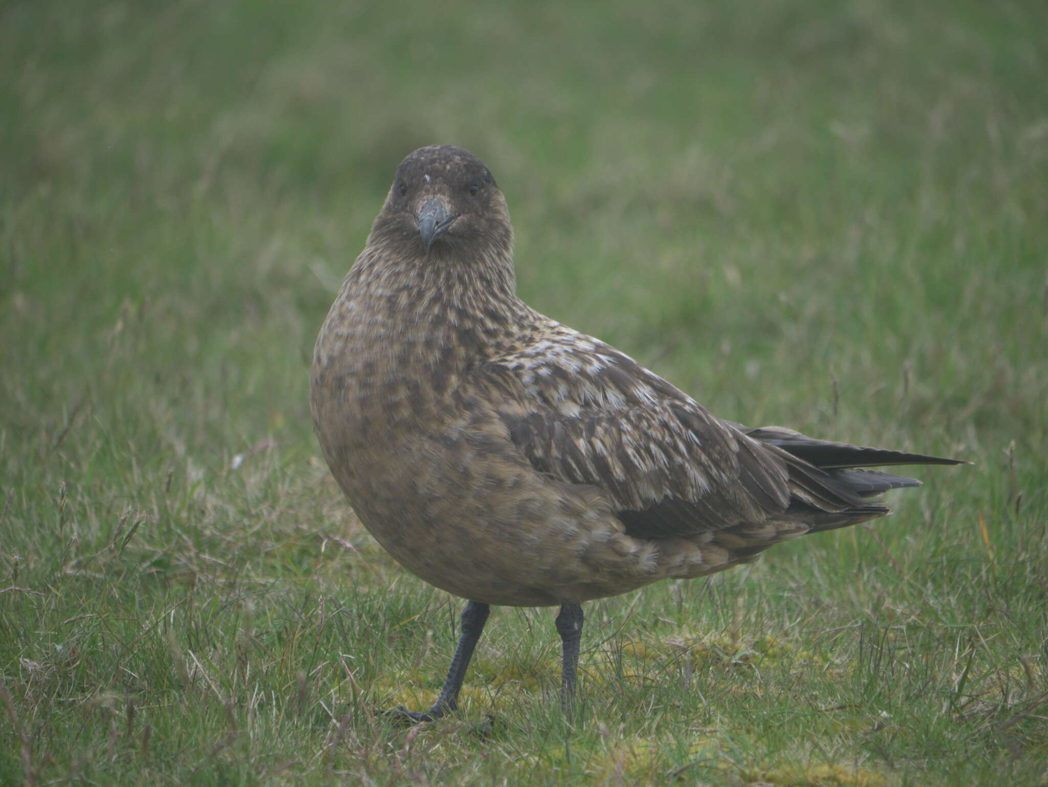 Plancia ëd Stercorarius skua (Brünnich 1764)