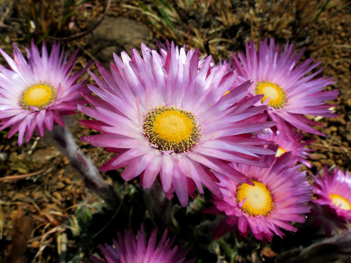 Image of Helichrysum ecklonis Sond.