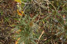 Plancia ëd Plantago tubulosa Decne.