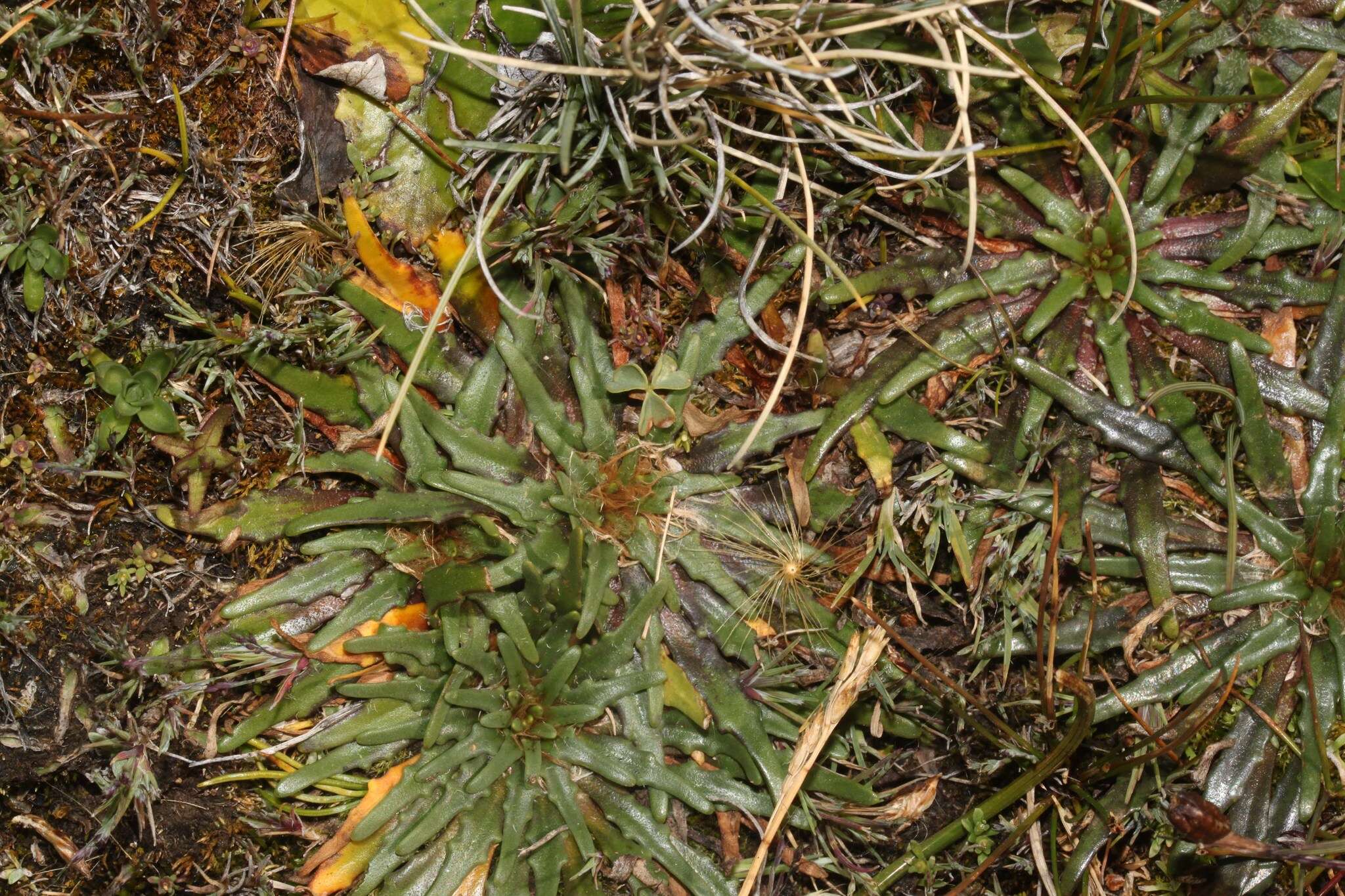 Imagem de Plantago tubulosa Decne.