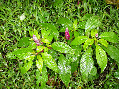 Image of Phytolacca rugosa A. Br. & Bouche