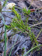 Image of Macrostylis villosa subsp. villosa