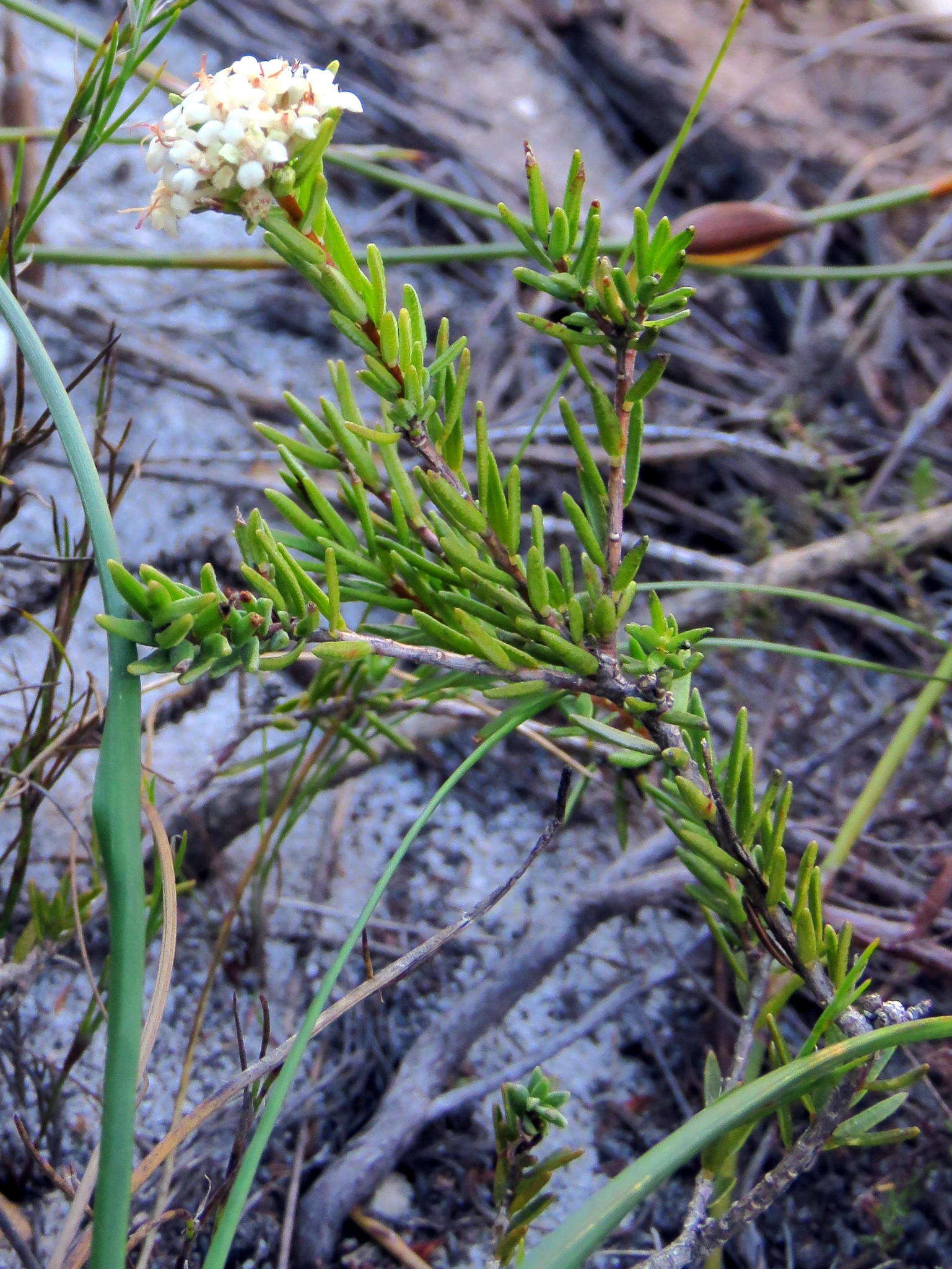 Image of Macrostylis villosa subsp. villosa