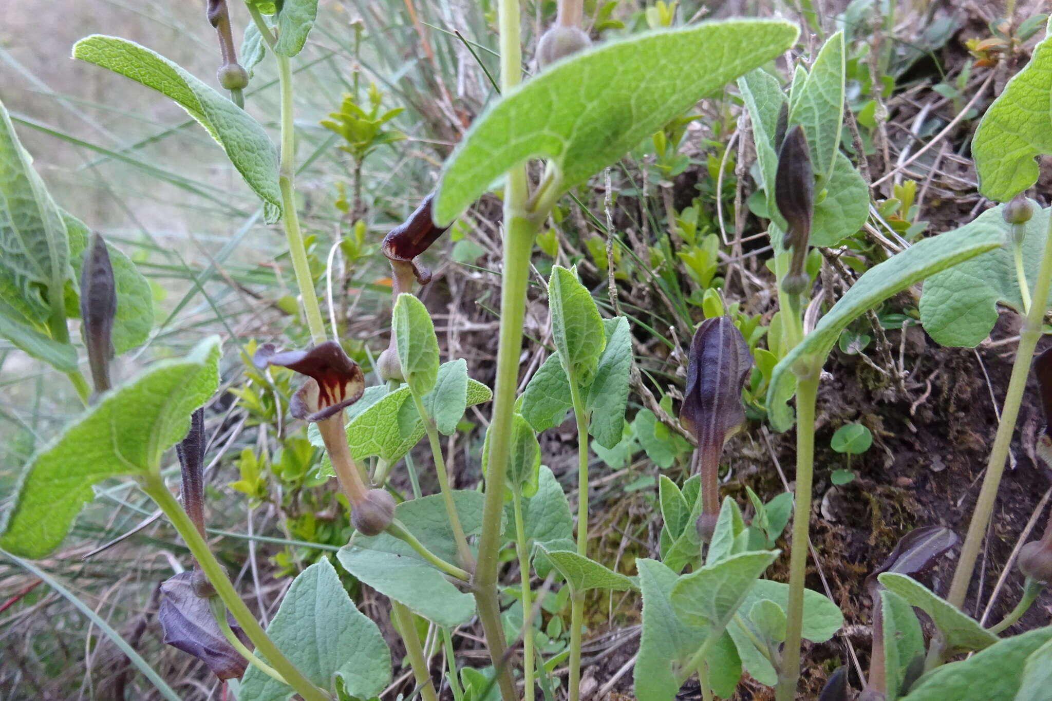 Image of Spanish Birthwort