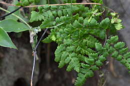 Plancia ëd Myriopteris aemula (Maxon) Grusz & Windham