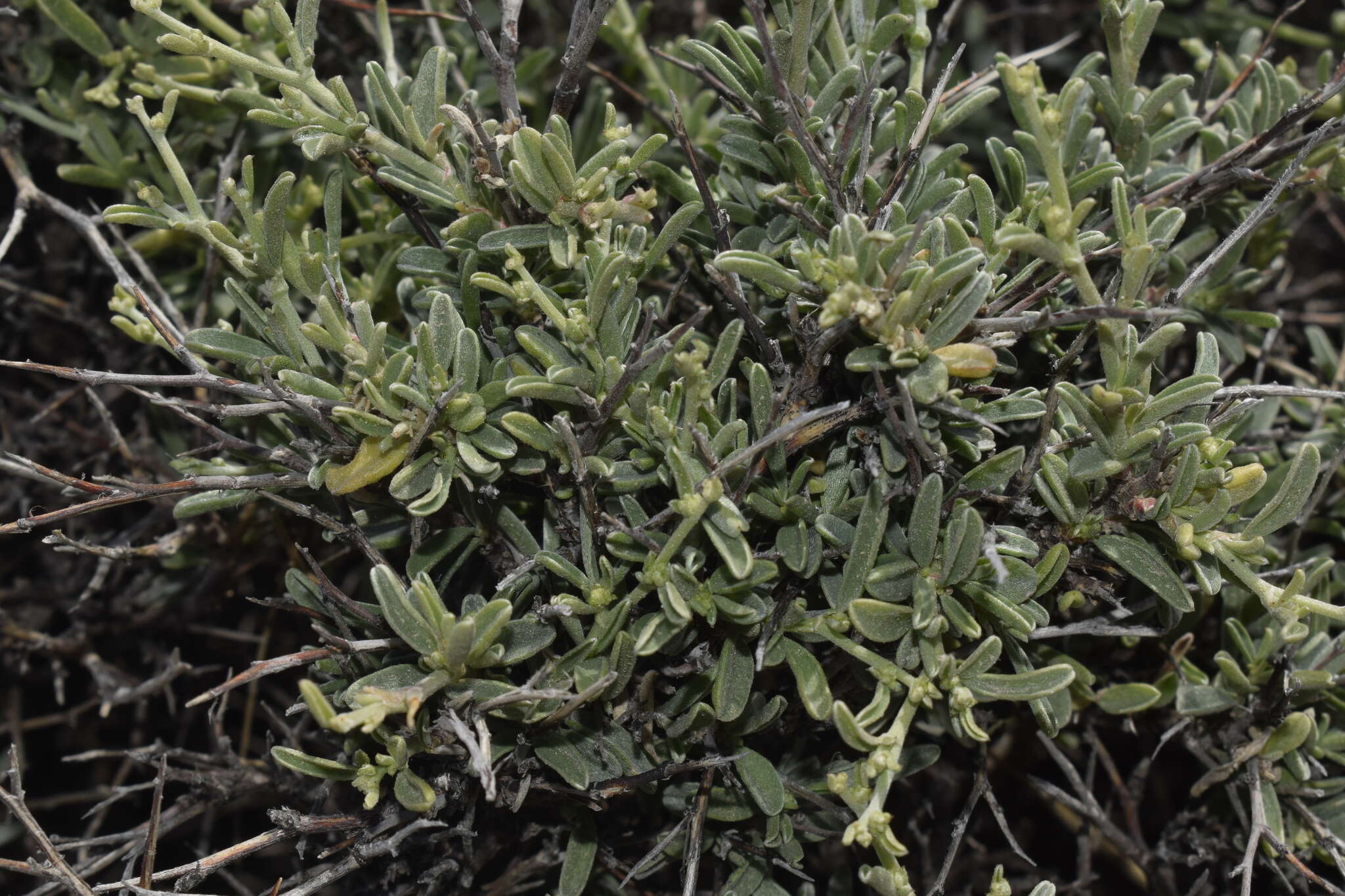 Image of <i>Anthyllis <i>hermanniae</i></i> subsp. hermanniae