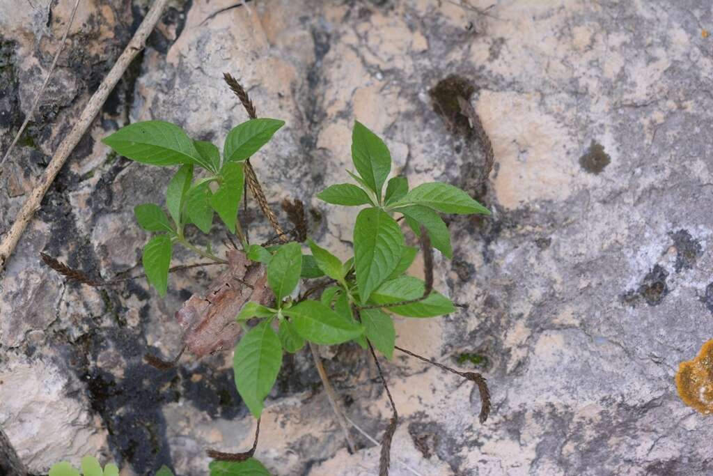 Elytraria imbricata (Vahl) Pers. resmi