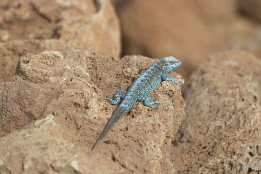 Image of Socorro Island Tree Lizard