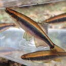 Image of Apalachee shiner