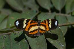 Image of Heliconius ethilla Latreille & Godart 1819