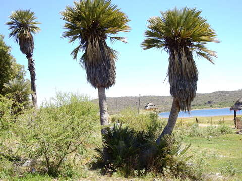 Trithrinax campestris (Burmeist.) Drude & Griseb. resmi