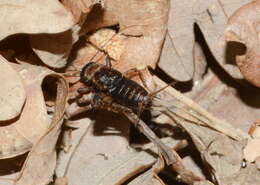 Image of ground cricket