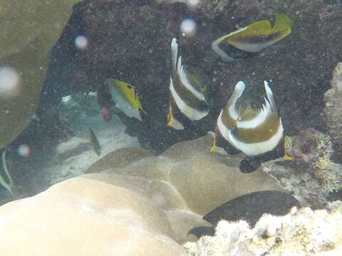 Image de Poisson cocher du Pacifique