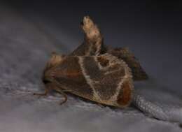 Image of Shagreened Slug Moth