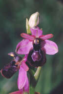Image of Ophrys flavicans Vis.