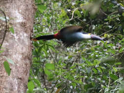 Image of Black-billed Mountain Toucan