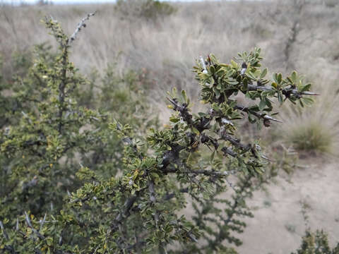 Image of Condalia microphylla Cav.