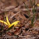 Image of Pauridia monticola subsp. nubigena Snijman