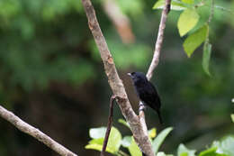 Image of Pink-throated Becard