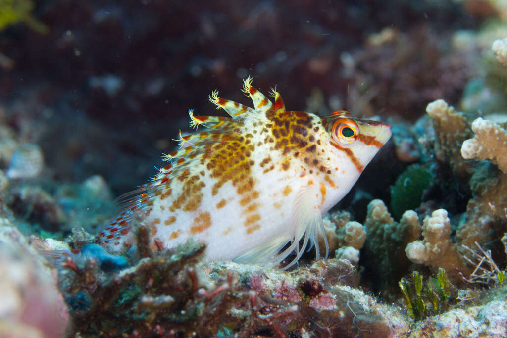 Image of Coral Hawkfish