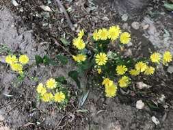 Image of Crepidiastrum sonchifolium (Maxim.) J. H. Pak & Kawano