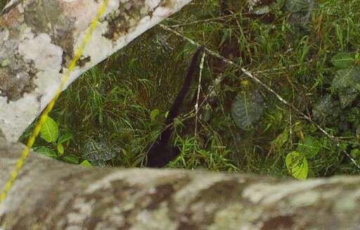 Image of Alouatta palliata aequatorialis (Festa 1903)