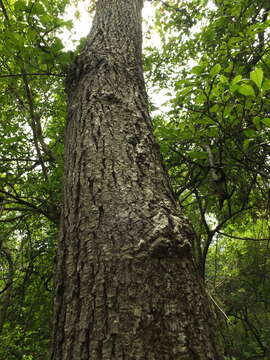 Plancia ëd Firmiana colorata (Roxb.) R. Br.