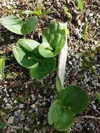 Image of Common twayblade