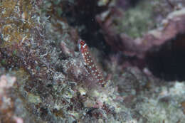 Image of Comet pygmygoby