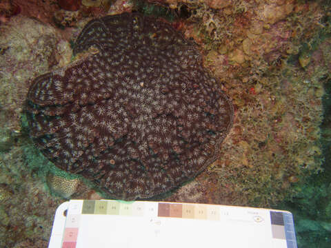 Image of Knobby cactus coral