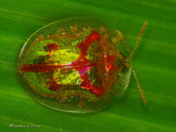 Image of Coptocycla (Coptocycla) laeta Boheman 1855