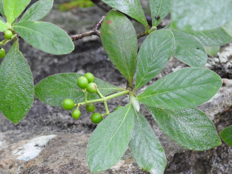 Plancia ëd Psychotria erythrocarpa Schltdl.