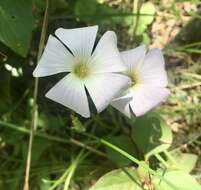 Sivun Oxalis floribunda Lehm. kuva