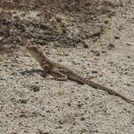 Image of Bluntnose Leopard Lizard