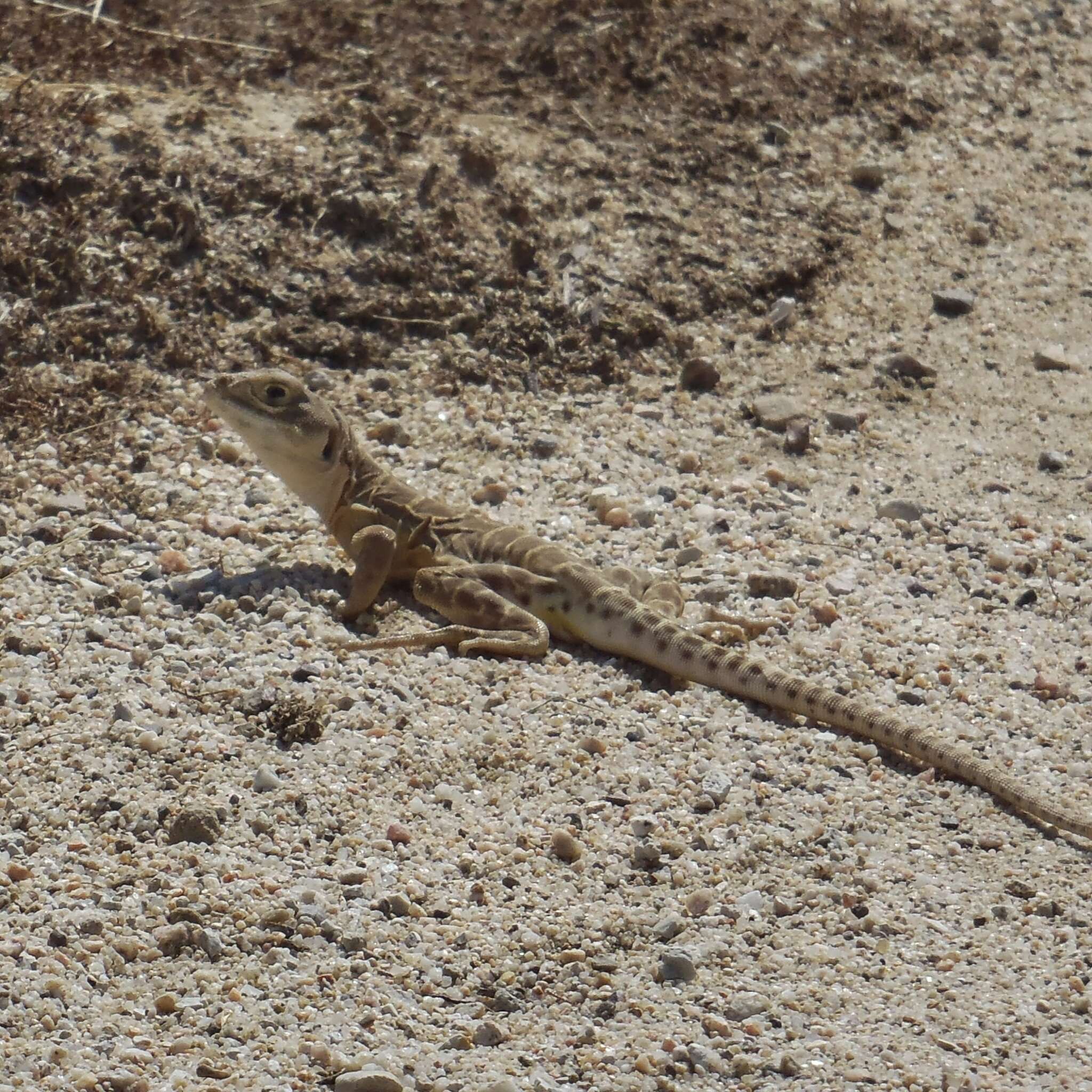 Image of Bluntnose Leopard Lizard