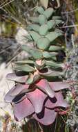 صورة Leucadendron cordatum E. Phillips