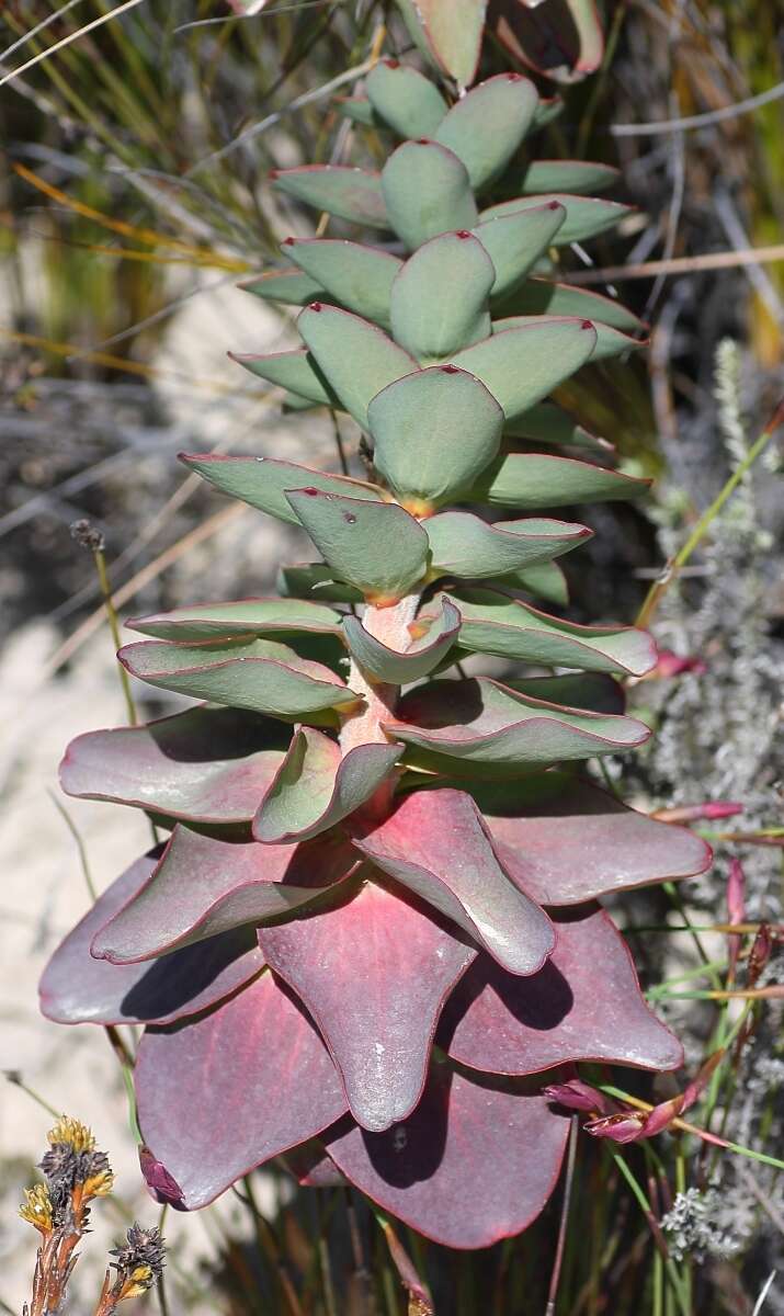 Image of Leucadendron cordatum E. Phillips