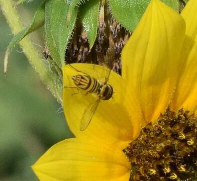 Image of Common Oblique Syrphid