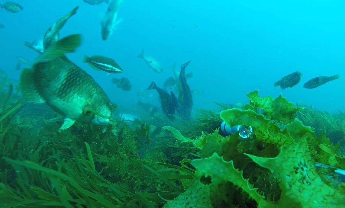 Image of Redband wrasse