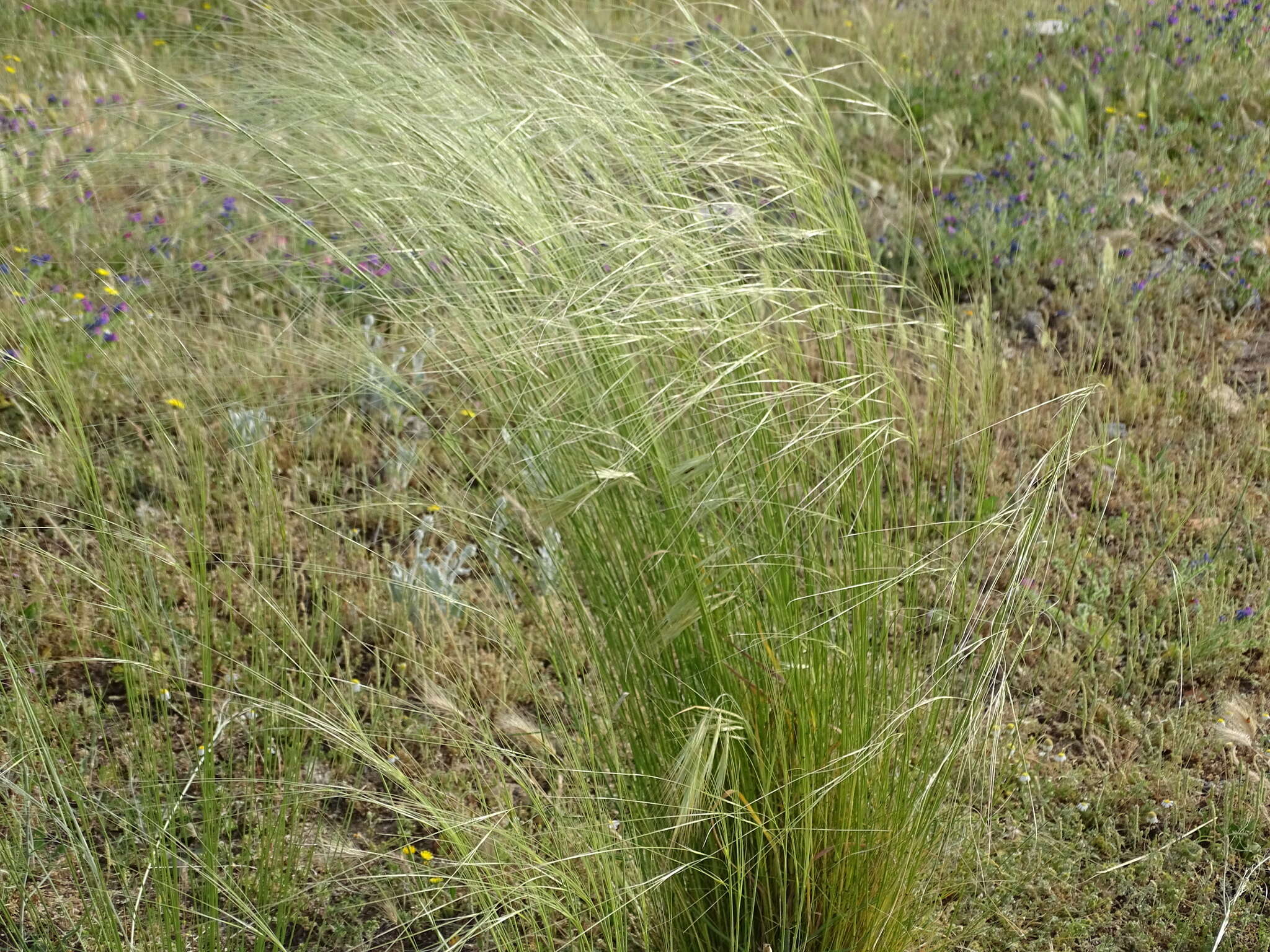 Image of Stipa lagascae Roem. & Schult.