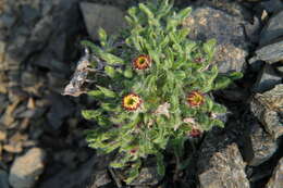 Image of Mex's fleabane