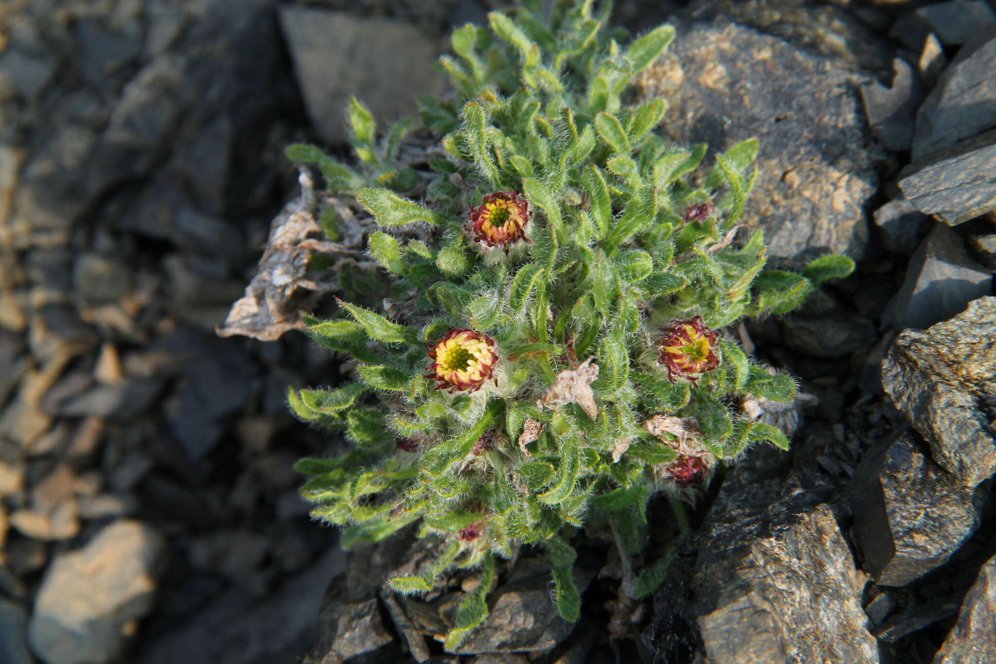 Image of Mex's fleabane