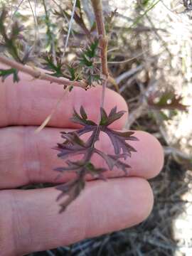 Image of Pelargonium caucalifolium Jacq.