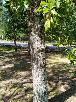 Image of Bluejack Oak