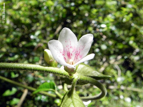 Image of Mandevilla pubescens (Willd. ex Roem. & Schult.) J. F. Morales