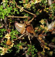 Image of Neduba castanea (Scudder & S. H. 1899)