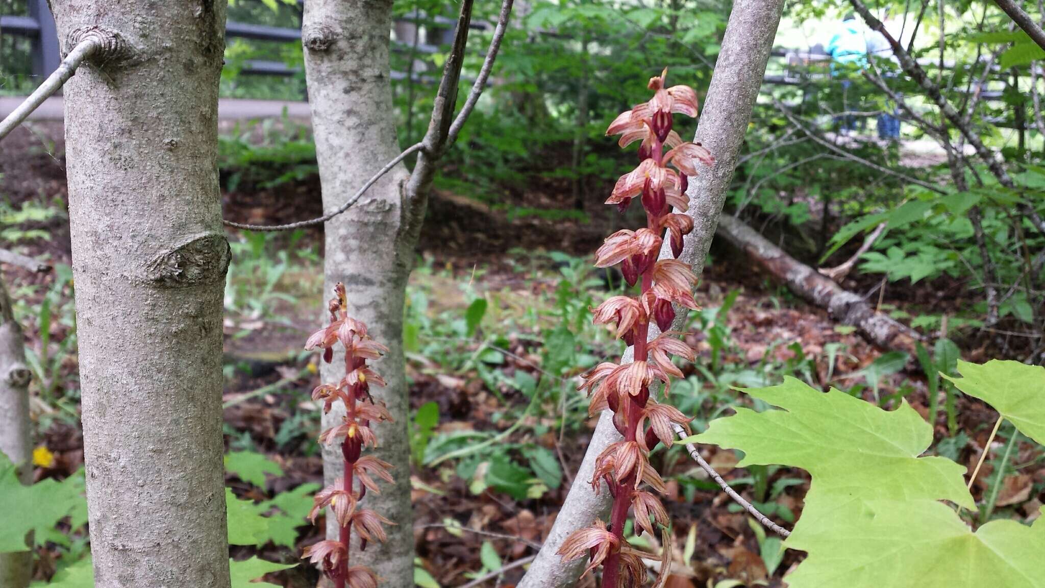 Image of Striped coralroot