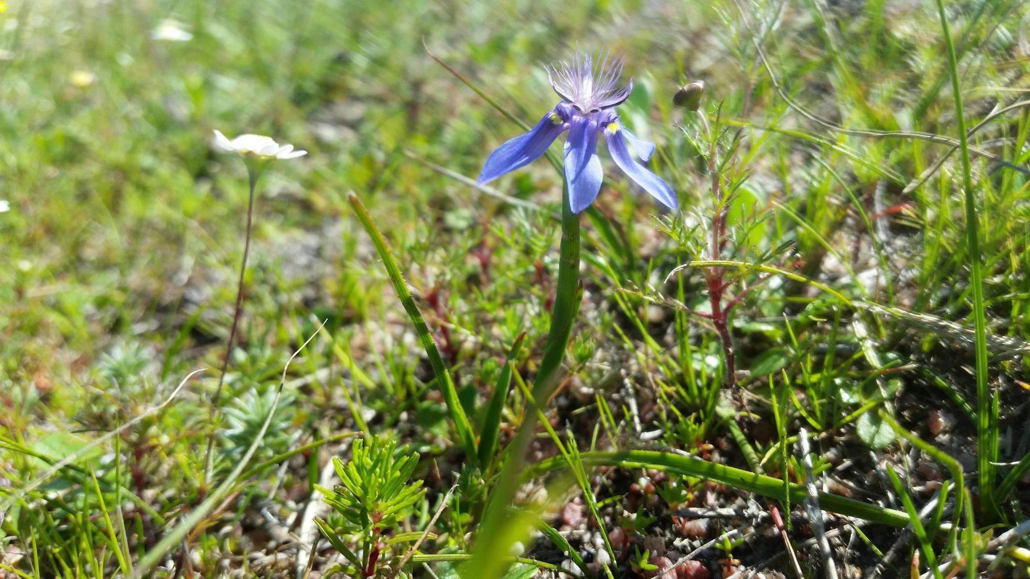 Image of Moraea lugubris (Salisb.) Goldblatt