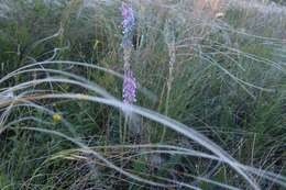 Image de Oxytropis spicata (Pall.) O. Fedtsch. & B. Fedtsch.